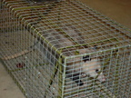 Possum 2006 2